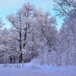 Нічні морози до -14: прогноз погоди на вихідні, 14-15 грудня