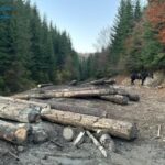 Судитимуть організовану групу «чорних лісорубів» за незаконну рубку в Карпатах із збитками понад 35 млн грн